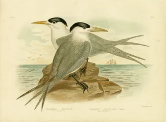 Torres Straits Tern, 1891